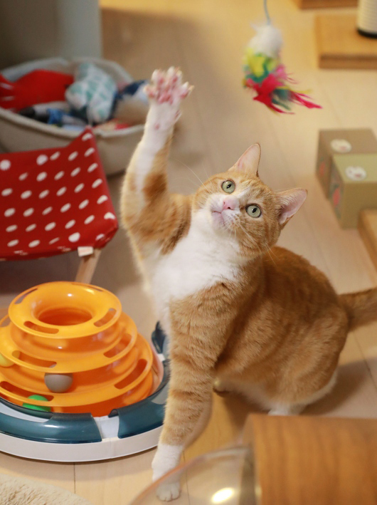 ¤ª¡¼¢ö ¤ª¡¼¢ö