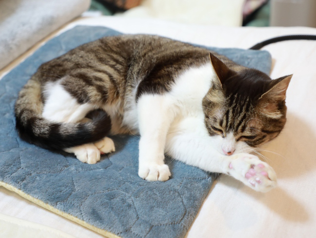 �ۤ��ۤ���