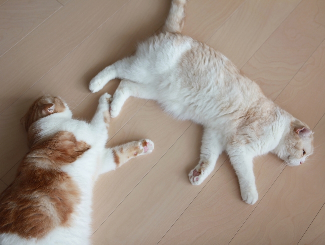 ¤Ê¤«¤è¤¯¤À¤é¤À¤é¡£ ¤Ê¤«¤è¤¯¤À¤é¤À¤é¡£