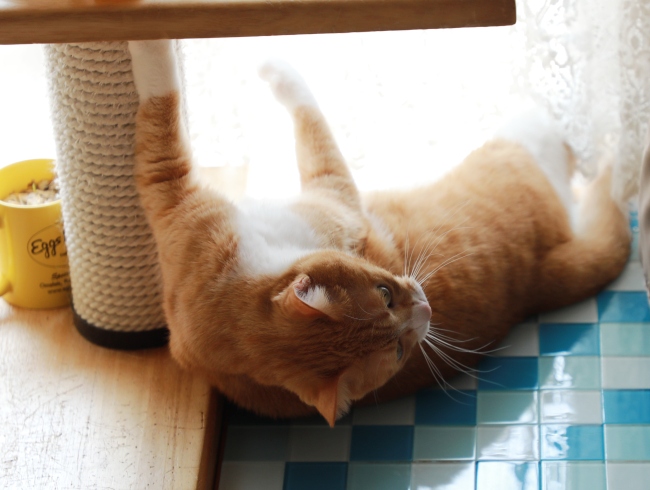 ¤Ò¤â¡© ¤Ò¤â¡©