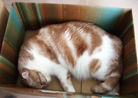 ���䤹�ߢ�