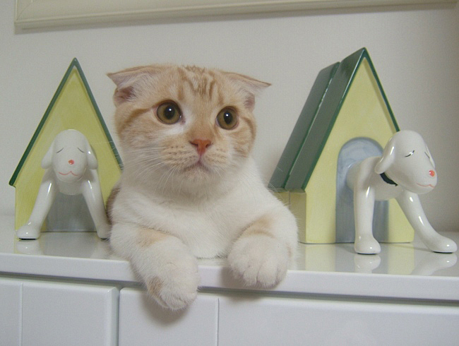 �ܥ������