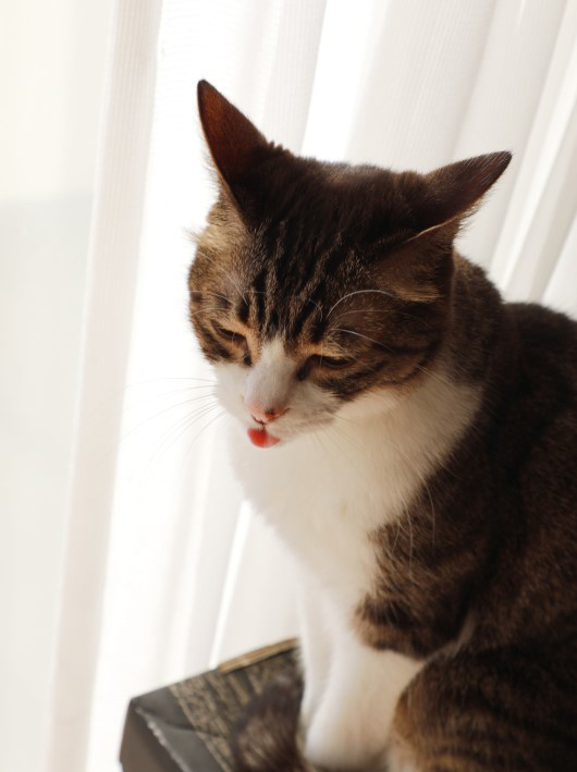 ����������ҡ�