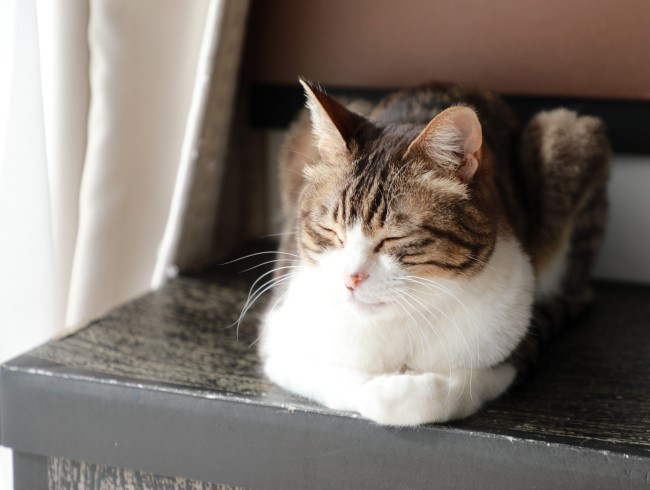 ¤È¤í¡Á¤ó¡£ ¤È¤í¡Á¤ó¡£