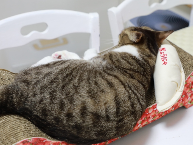 ぎょうにゃを枕に。 ぎょうにゃを枕に。