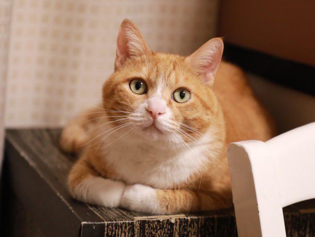 �����ä���