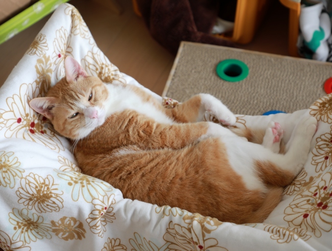 ¤Ê¤Ç¤ë¡© ¤Ê¤Ç¤ë¡©