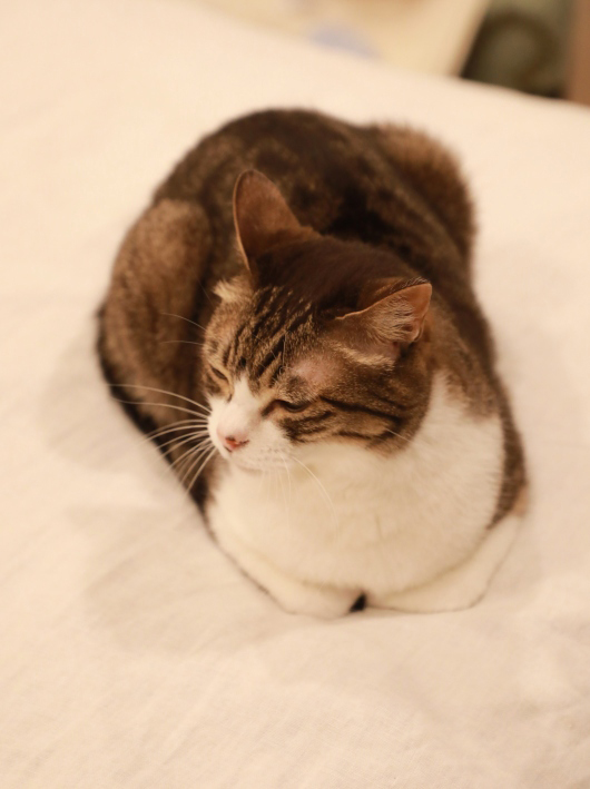 �ʤǤơ�