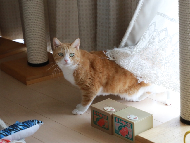 ¥Ü¡¼¥ë¡© ¥Ü¡¼¥ë¡©