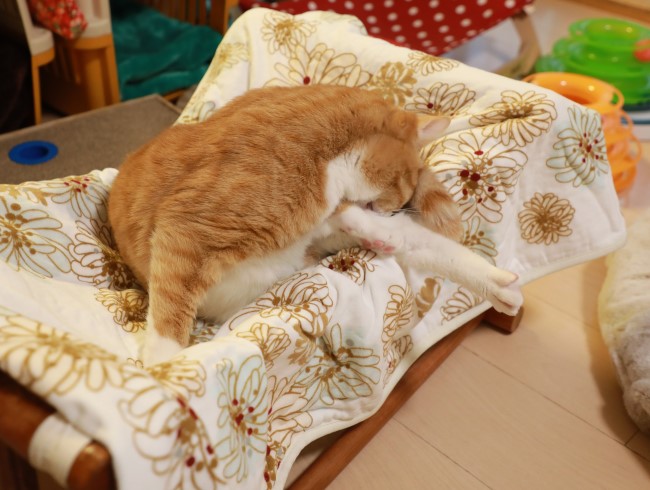 ¤»¤Ã¤»¡¢¤»¤Ã¤»¡£ ¤»¤Ã¤»¡¢¤»¤Ã¤»¡£