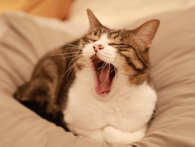�褯��������