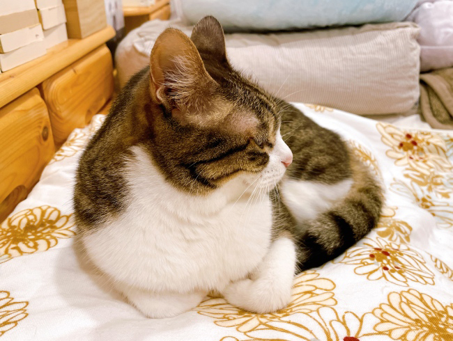 Ϣ��Ƥ������͡�