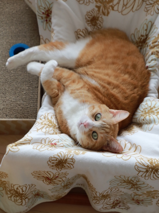 ¸«¤Æ¤¿¤Î¡© ¸«¤Æ¤¿¤Î¡©