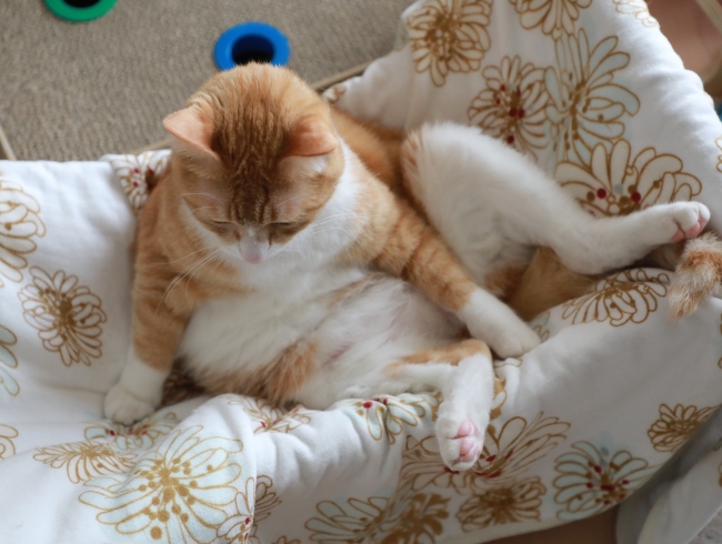 ¤Ü¤Ø¡¼¡£ ¤Ü¤Ø¡¼¡£