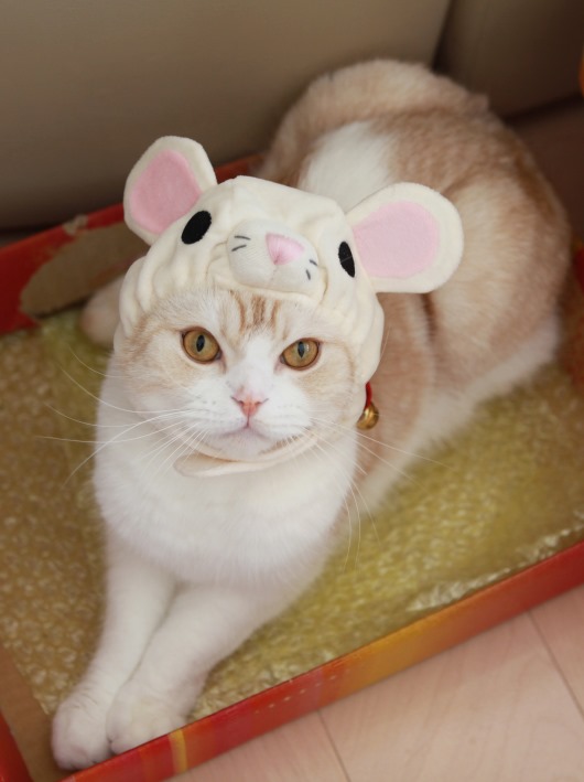 �ͤ��ߥ롼�����