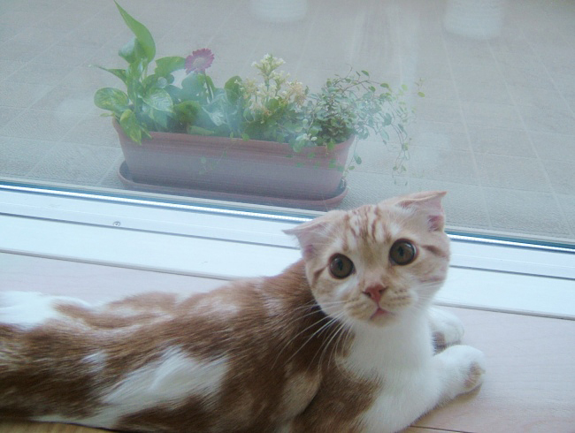 ���ָ��Ƥ��Ρ�