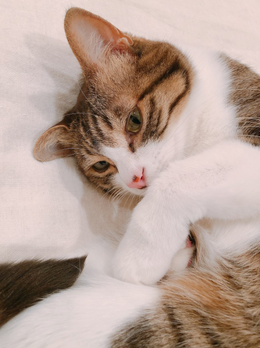 腰をもむ猫 ミミオレ Powered By ライブドアブログ 腰をもむ猫 ミミオレ Powered By ライブドアブログ