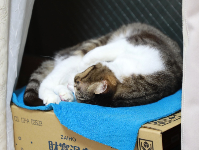 起きたくない…。 起きたくない…。