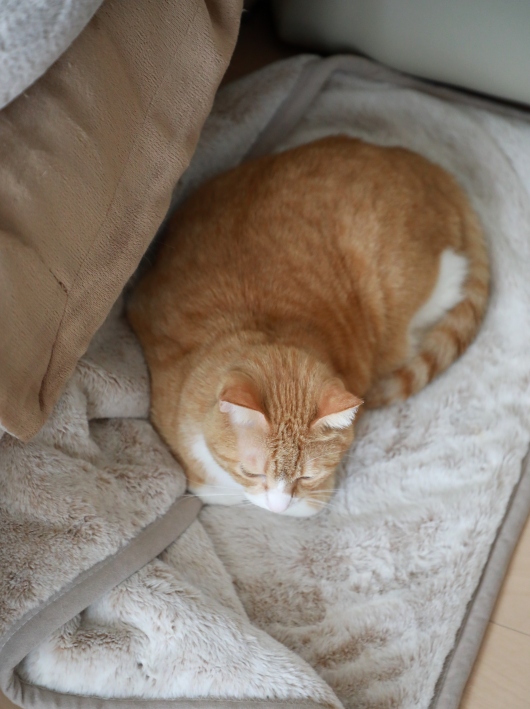 �������Ρ�