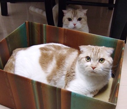 �ʤ�Ȥ����Ƥ���������