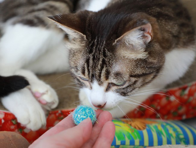 ���äƤ����Ρ�