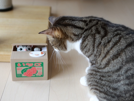 ¤Á¤Ó¤Á¤ã¤ó¡¢¤¤¤¿¢ö ¤Á¤Ó¤Á¤ã¤ó¡¢¤¤¤¿¢ö