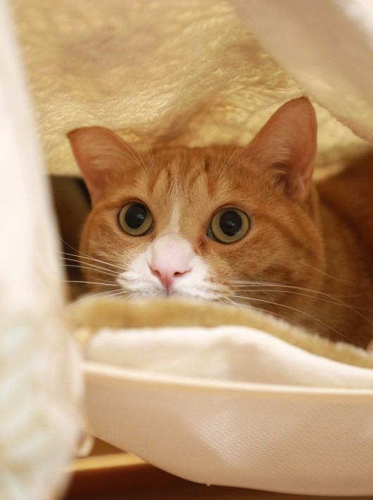 ¤Ê¤ó¤Ç¤ï¤«¤Ã¤¿¤Î¡© ¤Ê¤ó¤Ç¤ï¤«¤Ã¤¿¤Î¡©