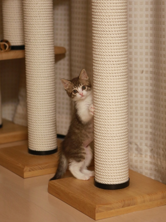 ¤Á¤Ó¥¢¥ß¡£ ¤Á¤Ó¥¢¥ß¡£