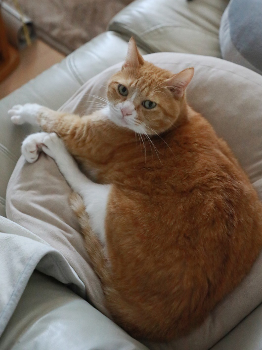 �ܥ��Τ�Ρ�