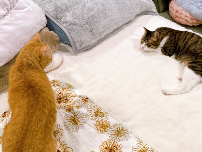 ¤è¤«¤Ã¤¿¤Í¡¼¡£ ¤è¤«¤Ã¤¿¤Í¡¼¡£