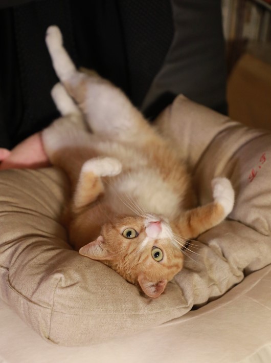 ¥Ü¥¯¤Ï¤³¤³¤Ç¤¹¤è¡£ ¥Ü¥¯¤Ï¤³¤³¤Ç¤¹¤è¡£