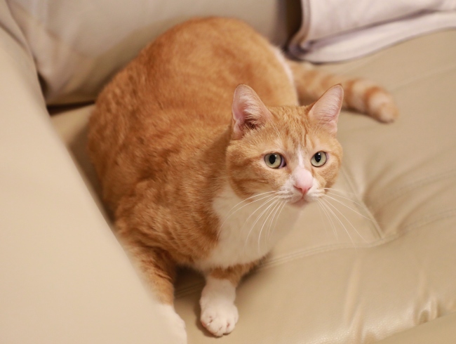 ���å�����ߤ��ơ���