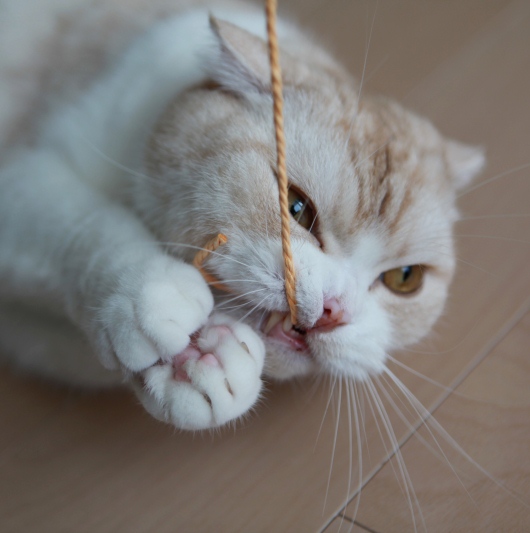 ���դբ�