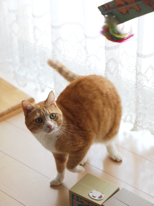 ¥ª¥â¥Á¥ã¡ª ¥ª¥â¥Á¥ã¡ª