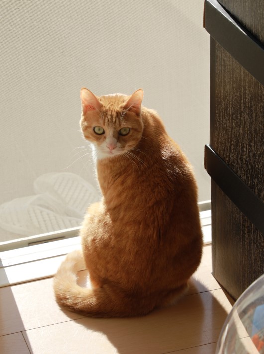 ���Ԥ�������