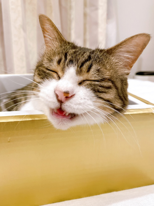 �˥㡼��