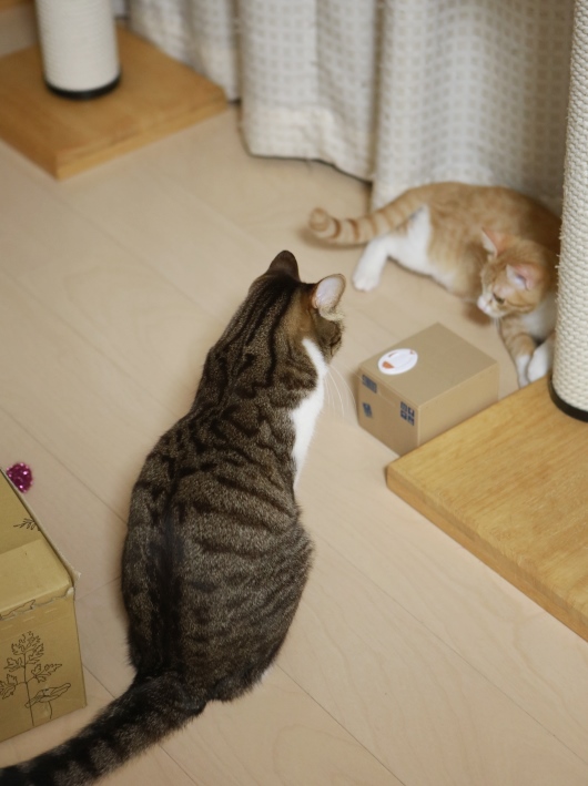 ¤ä¤Ã¤Æ¤ß¤Æ¡£ ¤ä¤Ã¤Æ¤ß¤Æ¡£