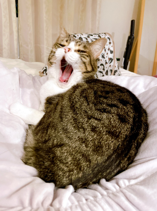 ���ä��ǿ��롼��