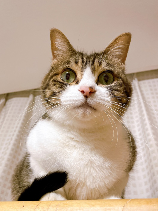 ����ʤ��ˡ�