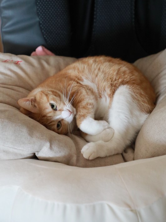 ¤ª¤Ê¤«¤¹¤¤¤Æ¤Ê¤¤¤â¤ó¡£ ¤ª¤Ê¤«¤¹¤¤¤Æ¤Ê¤¤¤â¤ó¡£