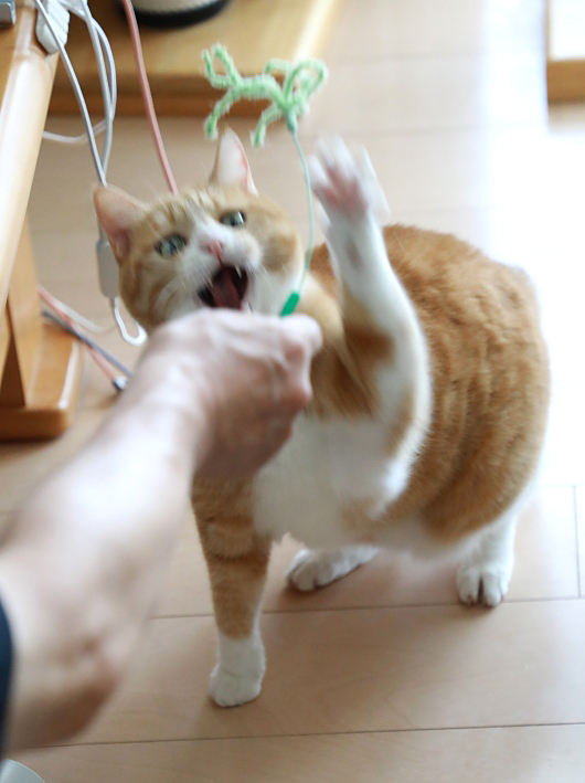 むきーっ。 むきーっ。