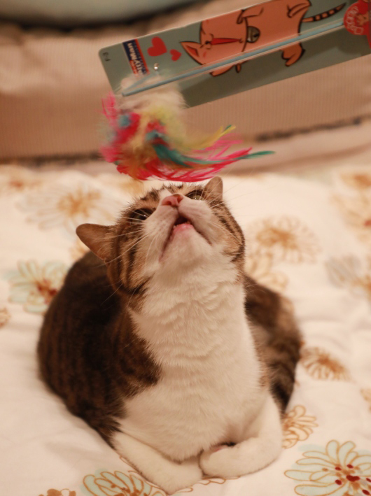 ¤Û¡¼¡£ ¤Û¡¼¡£