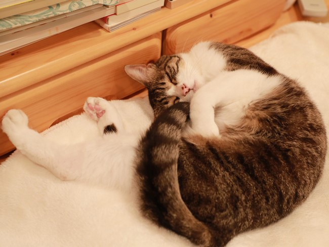 ¤¹¤ä¡¼¡£ ¤¹¤ä¡¼¡£