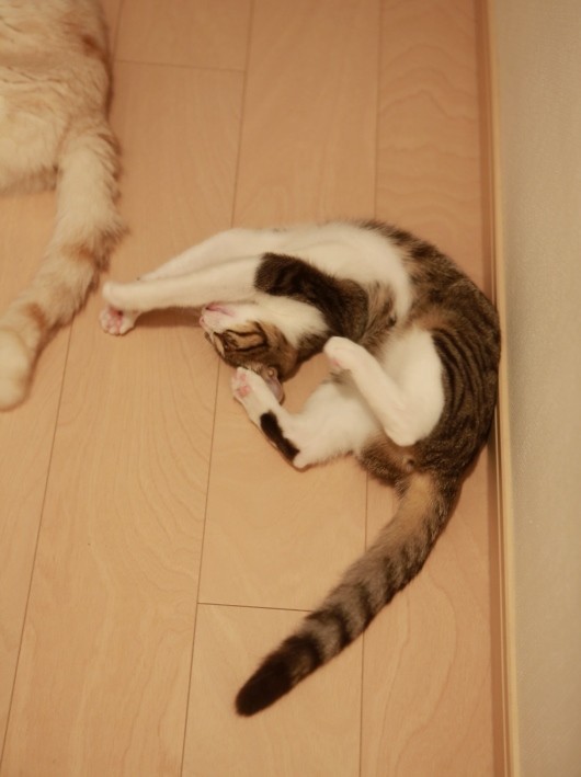 �����äݡ���