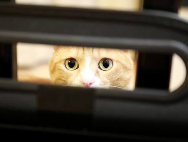 �ʤ󤸤㤳��㡩