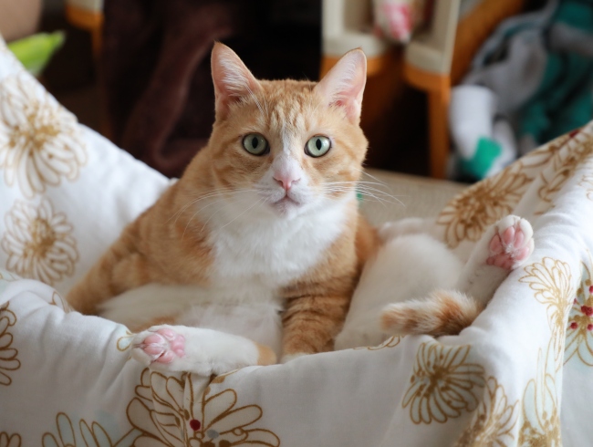 ¤Õ¡¼¡£ ¤Õ¡¼¡£