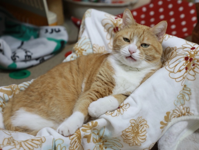 �Ϥ䤯����