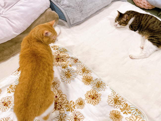 ÅܤäƤ롩 ÅܤäƤ롩