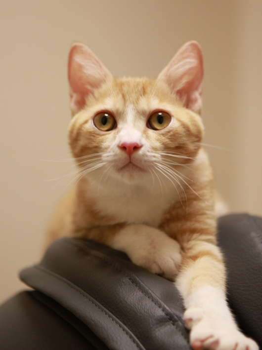 ���ͤ��͡�