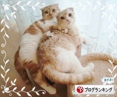 ¥¯¥ê¥Ã¥¯¤ÇǤé¤ËÅêɼ¡£ ¥¯¥ê¥Ã¥¯¤ÇǤé¤ËÅêɼ¡£